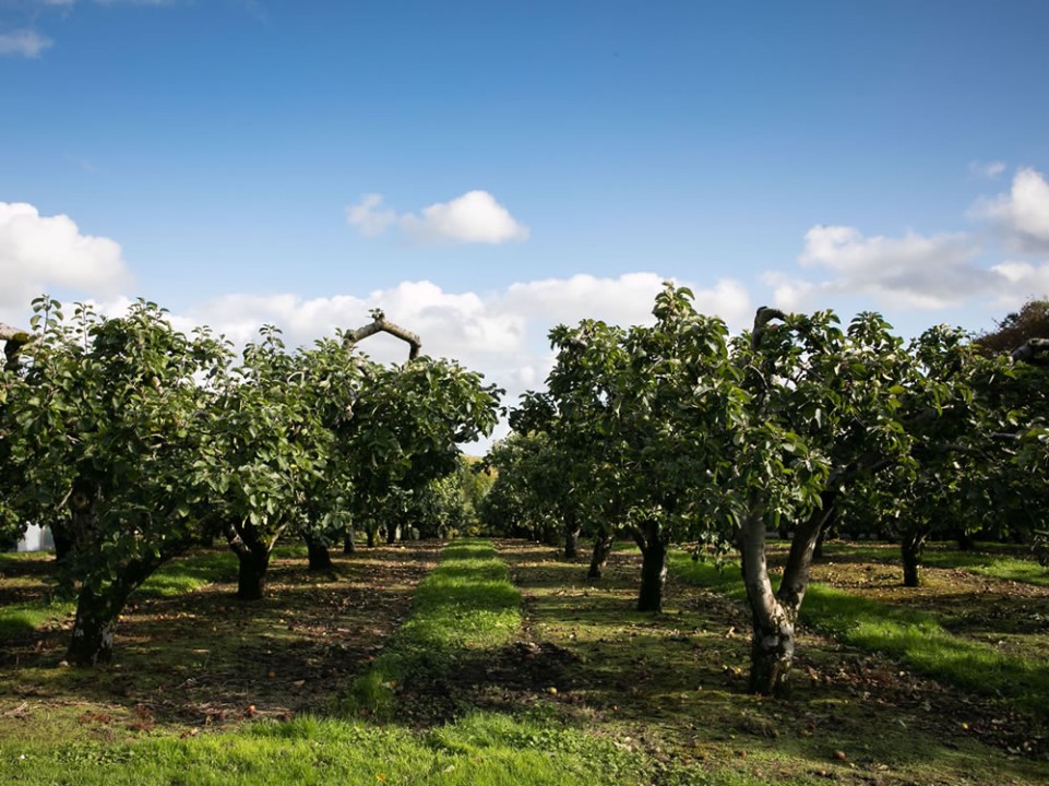 The apple orchard