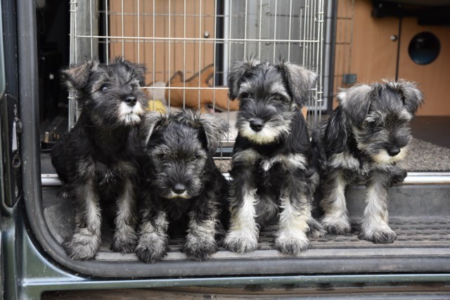 Frank's puppies in a row